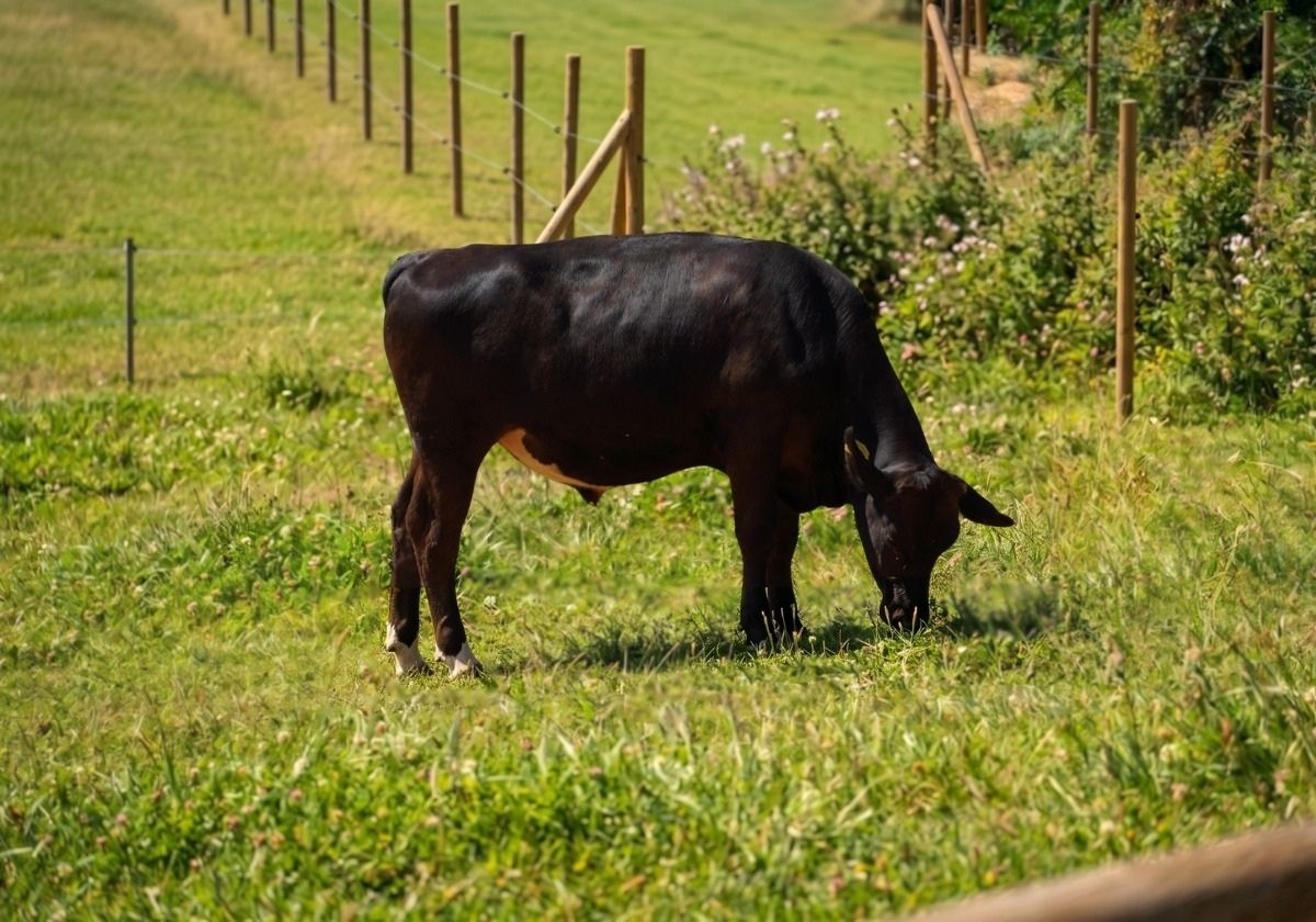 Carne Angus en Girona: nuestro modelo de ganadería extensiva