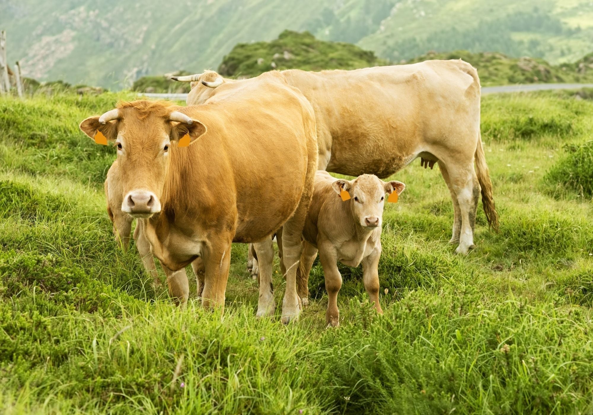 Diferencias entre ternera, añojo y vaca: ¿qué carne elegir?