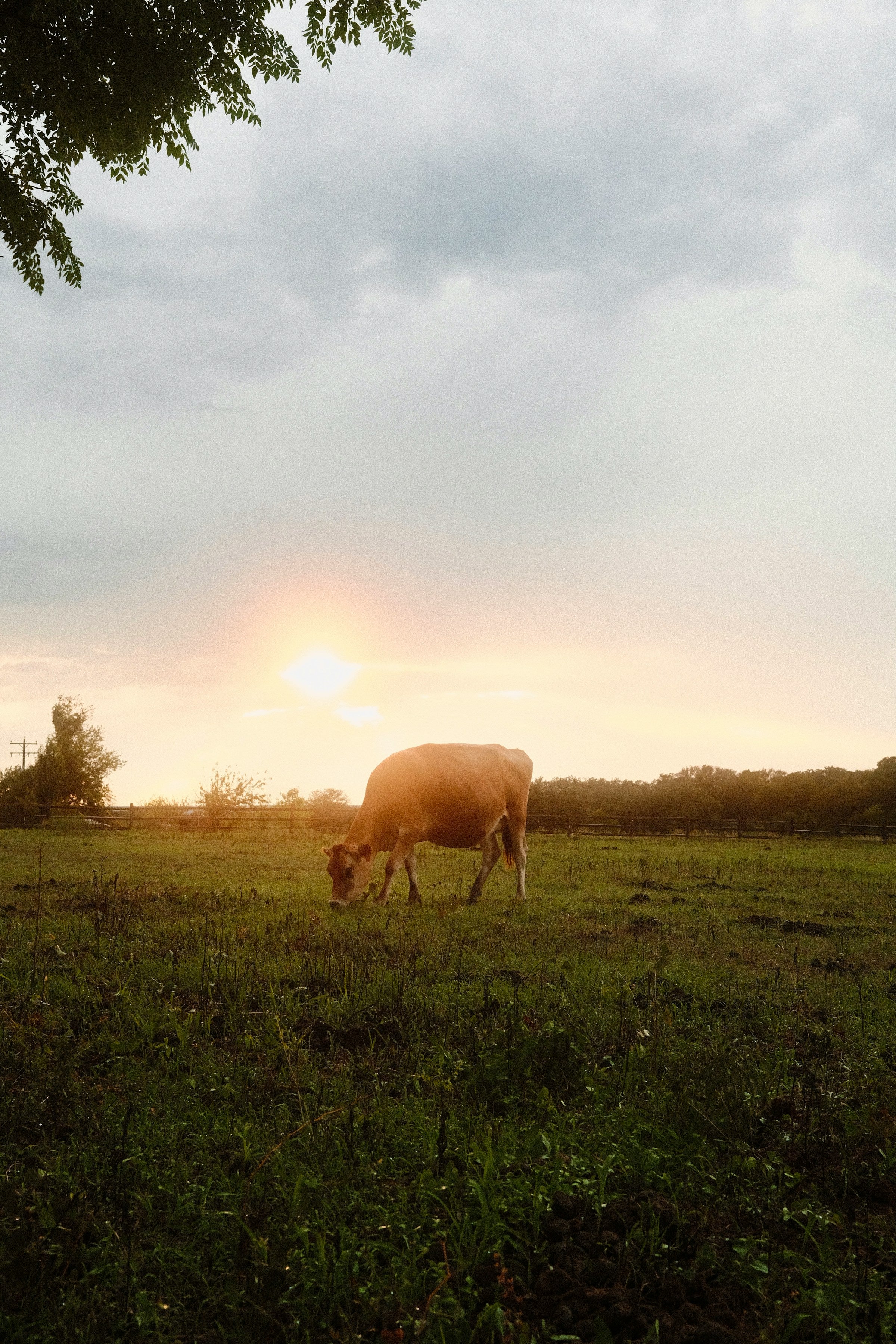Vaca en campo